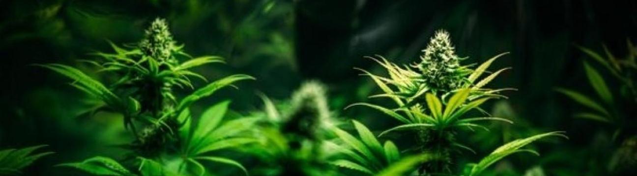 PureRoots Botanicals