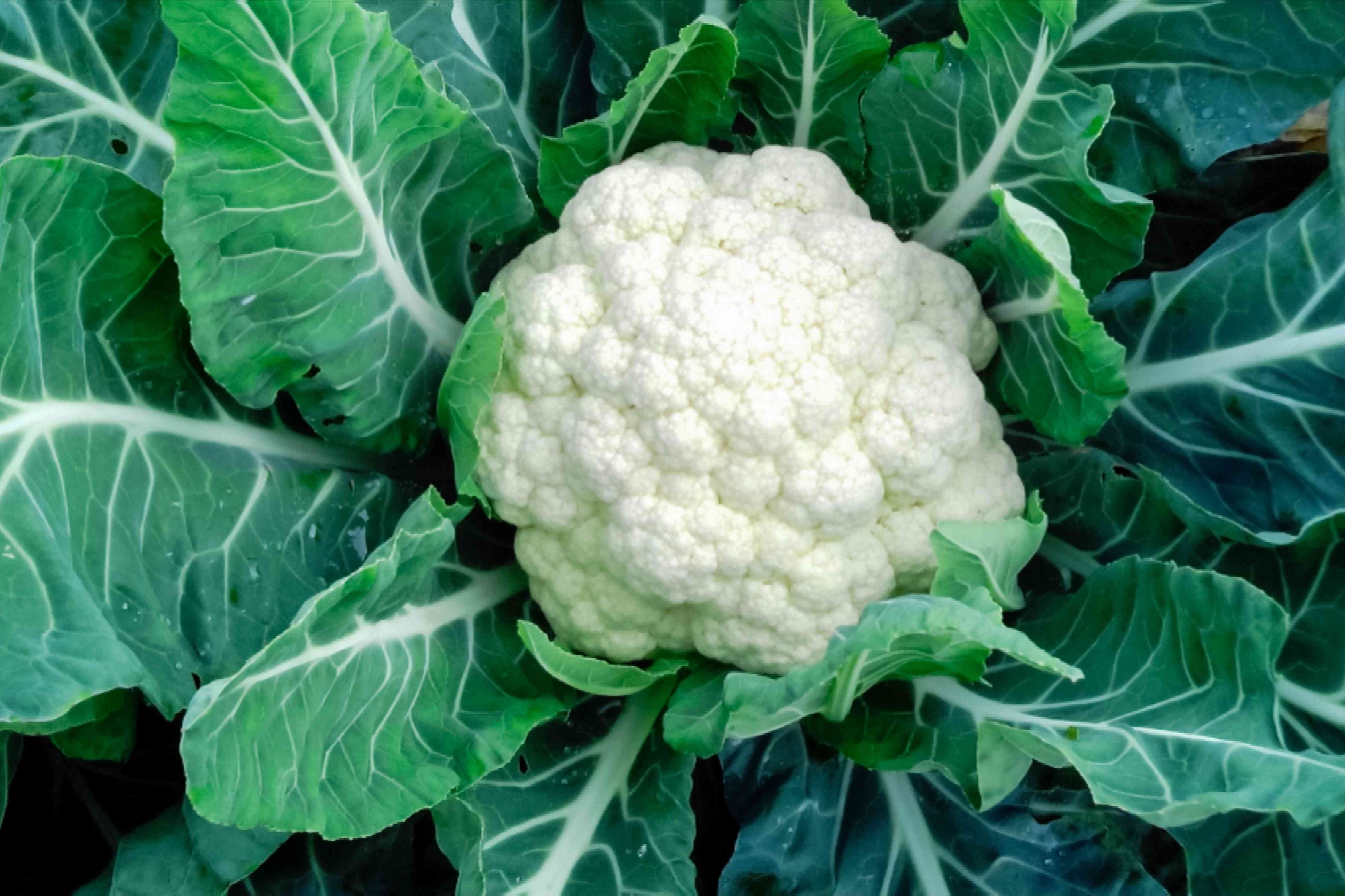 Cauliflower Isn&rsquo;t Always Safe: 4 Risks Of Overeating This Superfood