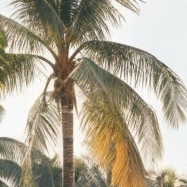 Akila SriAkila